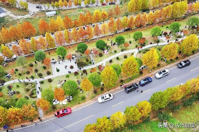 梧桐“染金”！初冬的万源风景如画