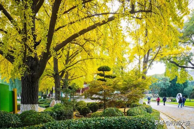 错过等一年~这个周末来这些免费打卡点，拍落叶