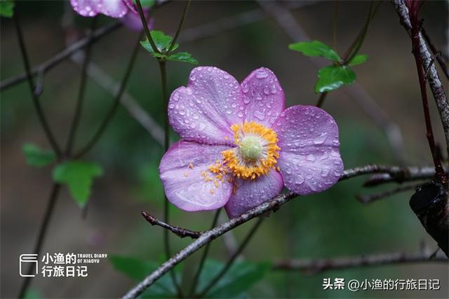 陕西秦岭腹地幽谷秘境，媲美5A金丝峡，养在深闺知道的人不多