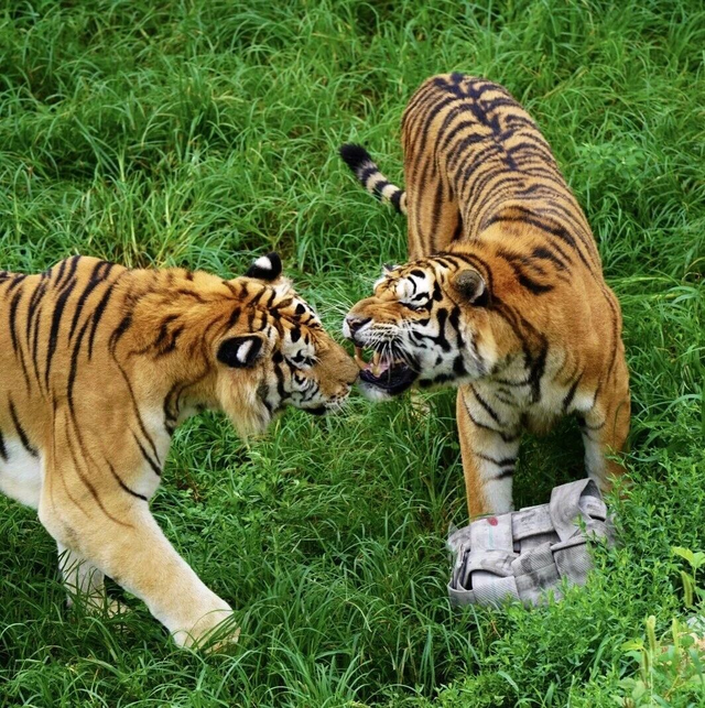 山东有自己的“疯狂动物城”！