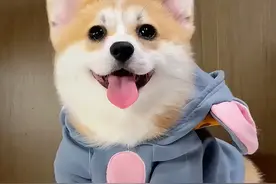 柯基犬纯种VS串串的5个区别图片