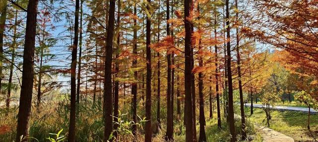 寻美薛城丨初冬池杉红！薛城森林公园五彩缤纷，美得令人心醉！