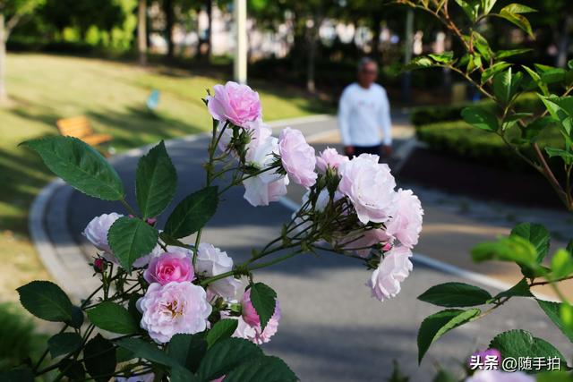 上海闵行“小外滩”蔷薇花怒放，赏心悦目