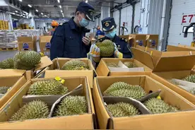 已到1600吨！“果中贵族”马上降价？图片