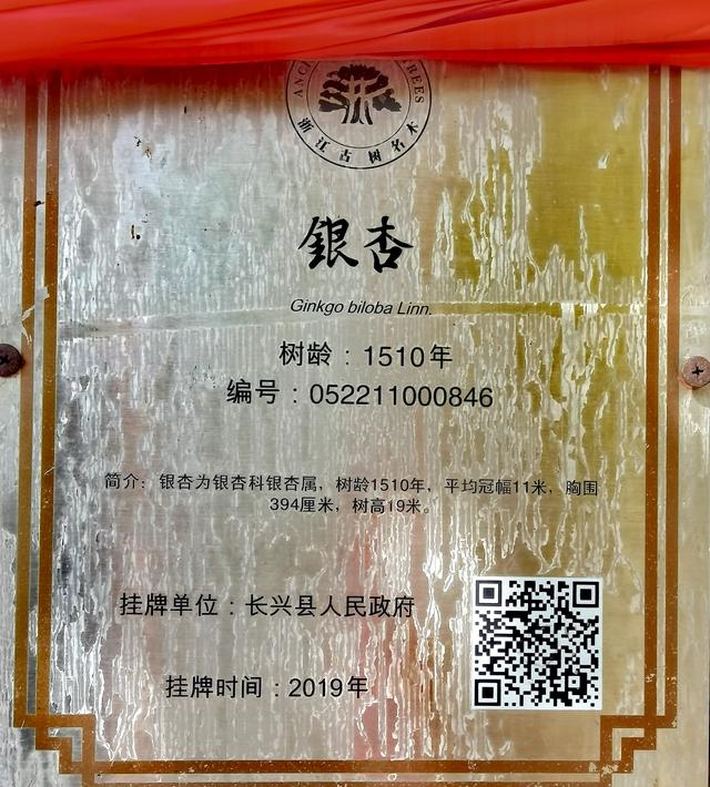 浙江:千年“银杏皇后”在长兴