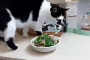 猫咪为什么在食物旁做出埋屎动作？