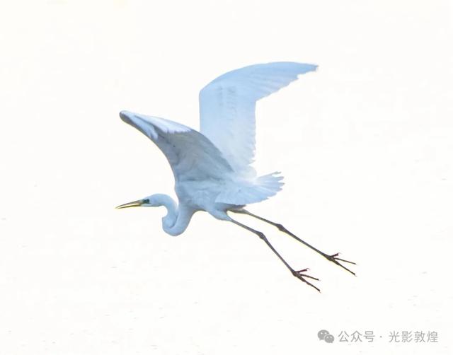 初冬,敦煌党河风情线白鹭翩跹