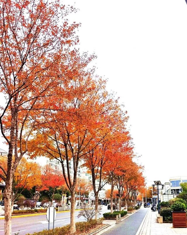 秋色浓度已拉满，谁还没偶遇申城街头的 “赤橙黄绿交响曲”？