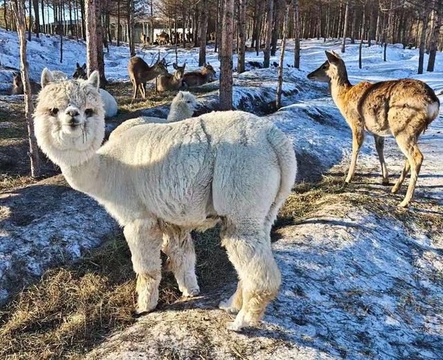 游览乌兰布统影视外景基地