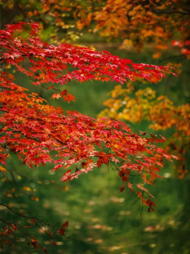 喇叭河红叶巅峰期打卡攻略，彩林秘境+野生萌兽，秋假带娃研学首选！