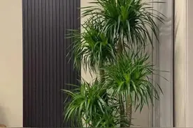 养了10年龙血树才懂：少浇水多晒，它才肯长新叶！图片