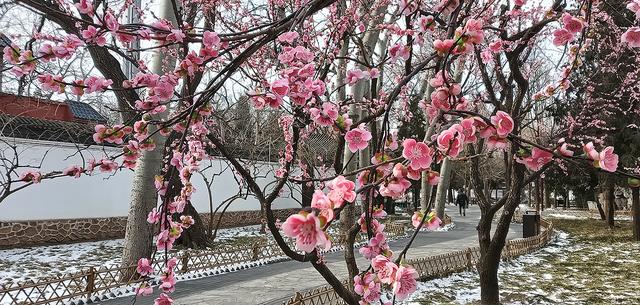 北京大观园“梅花”提早绽放 古风新春景致惊艳亮相