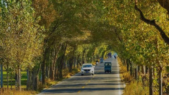 奇妙！这里开车是在树洞中穿行