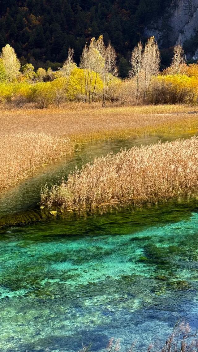 【今日九寨沟】秋季彩林最后的盛宴，明年再见！
