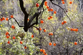 勇哥澳门遇险8：加代要了面子，卢冠杭有险图片