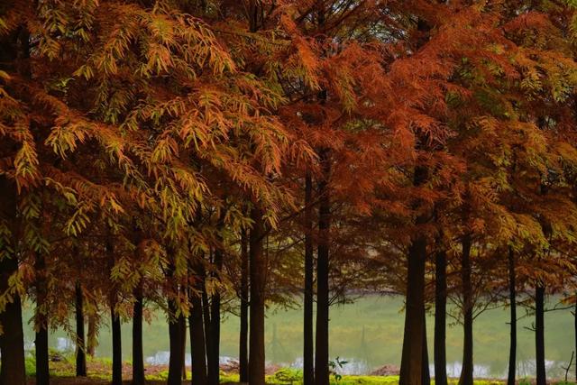 人少景美超出片!重庆这片浪漫杉林进入最佳观赏期