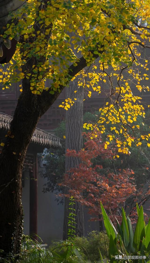 苏州的回忆：大公园