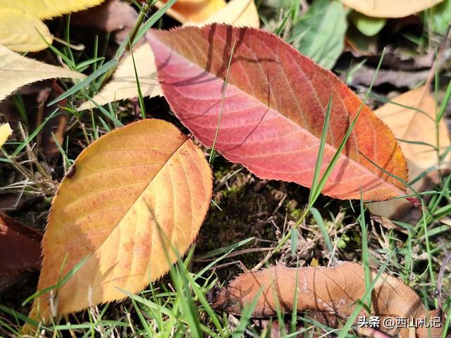 五线小城里的银杏大道，美翻全网的深秋景色原来在这里