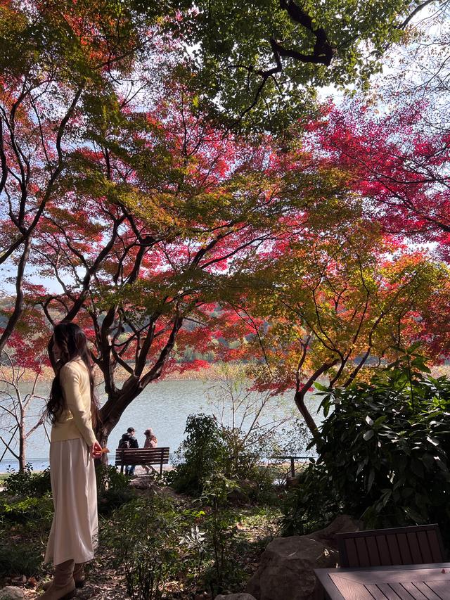 如花如画，每年一见的杭州红叶季到了，错过再等一年。