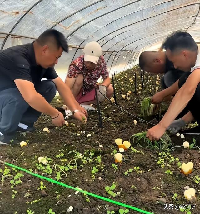 又一东北网红塌房！证据摆脸前还嘴硬不承认，当地人都跟着受牵连