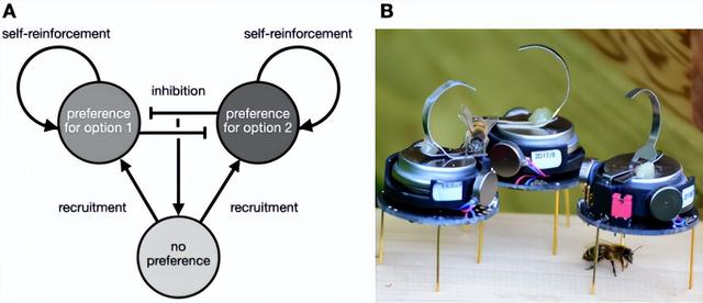 《自然》聚焦：蜂群当 “老师”，机器人群体智慧迎来新方向