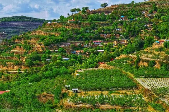 感觉甘肃的黄土高坡上的土其实挺厚的，但为啥只有黄土上不长树呢