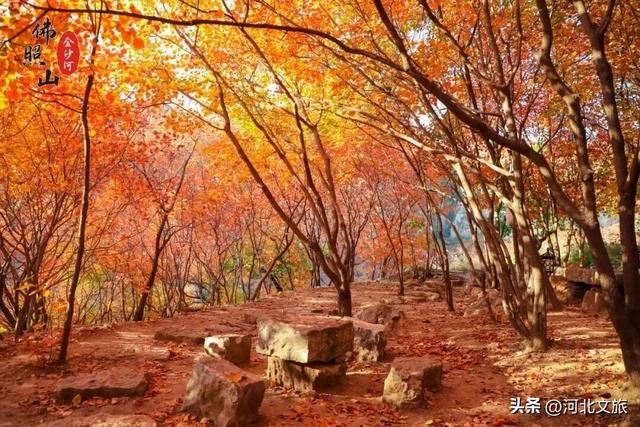 免门票+免停车费！今年红叶季，一定要来一次佛照山！