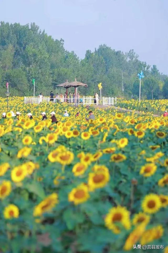 日照打卡地又上新啦！初秋限定“金色海洋”！