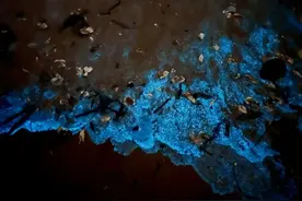 这个夏天，一起去看“蓝眼泪”景观吧！图片