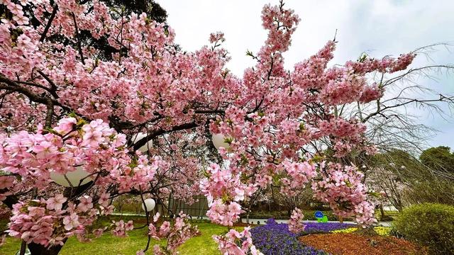 春天的打开方式，从公园徒步、赏花开启