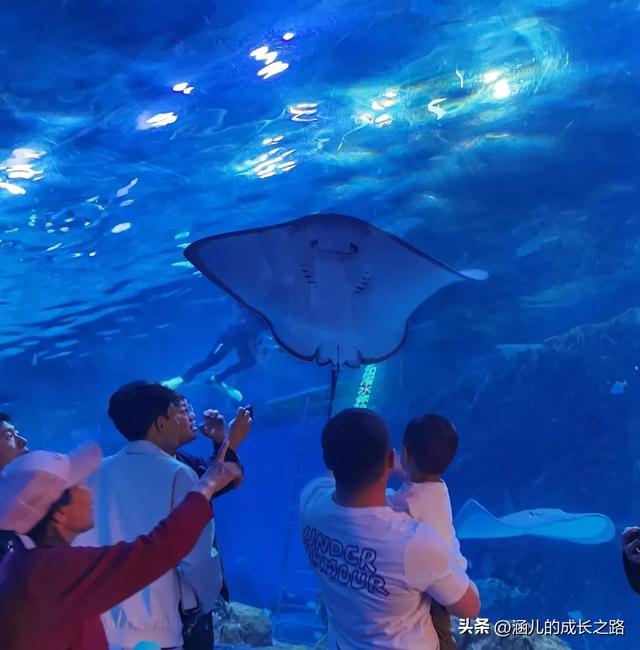 最新天津极地海洋馆一日游攻略——亲测实用!所有演出都可看完!