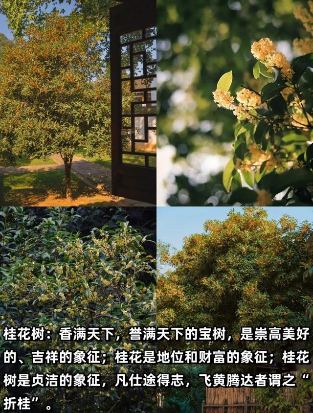 “富不富，院中树”树不是乱种的！院子种树记住三要四不要！