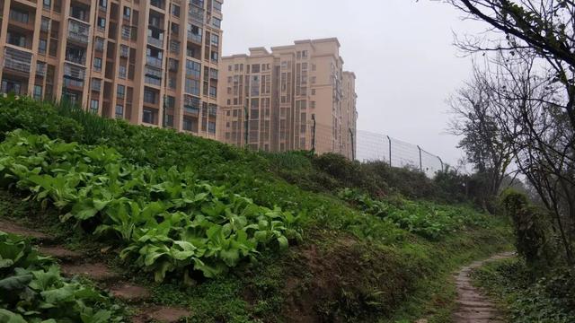 重庆南山被遗忘的千年古道，曾是重庆出川重要通道，如今成为秘境