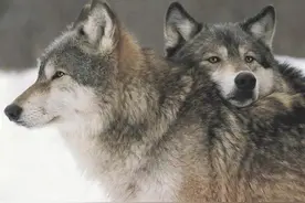 狼群中只有狼王夫妇有交配权，到了发情期，其他狼咋办？图片