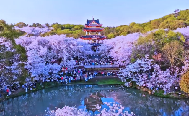 3月国内赏樱天花板！“世界三大赏樱胜地”之一，3万多株盛放