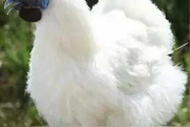 乌骨鸡养殖技术介绍图片