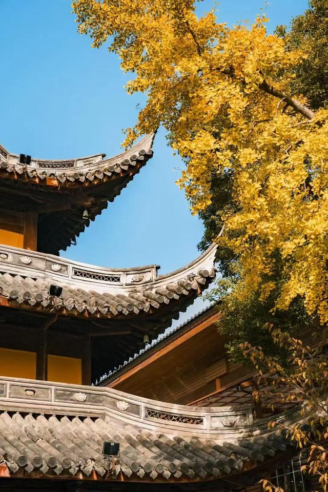 上海银杏浓度已达99%！这份含“金”量超高的浪漫别错过→