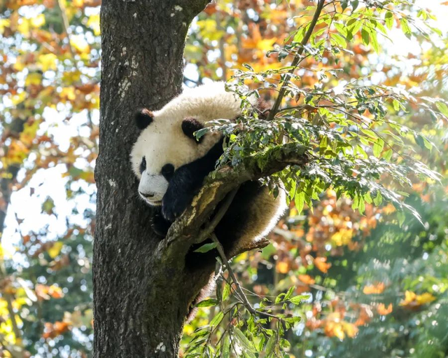 和大熊猫贴贴这一块，雅安还是太权威了！