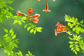 华为手机拍照技巧，怎么拍好小花小草？答案在照片点评里找图片