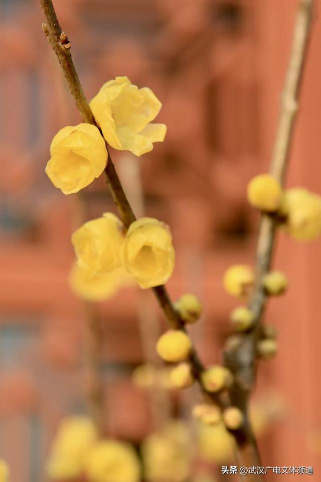 再启新章 武汉东湖梅园将于2026年1月1日开园