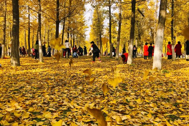 西安周末游丨这8个免费赏银杏叶好去处