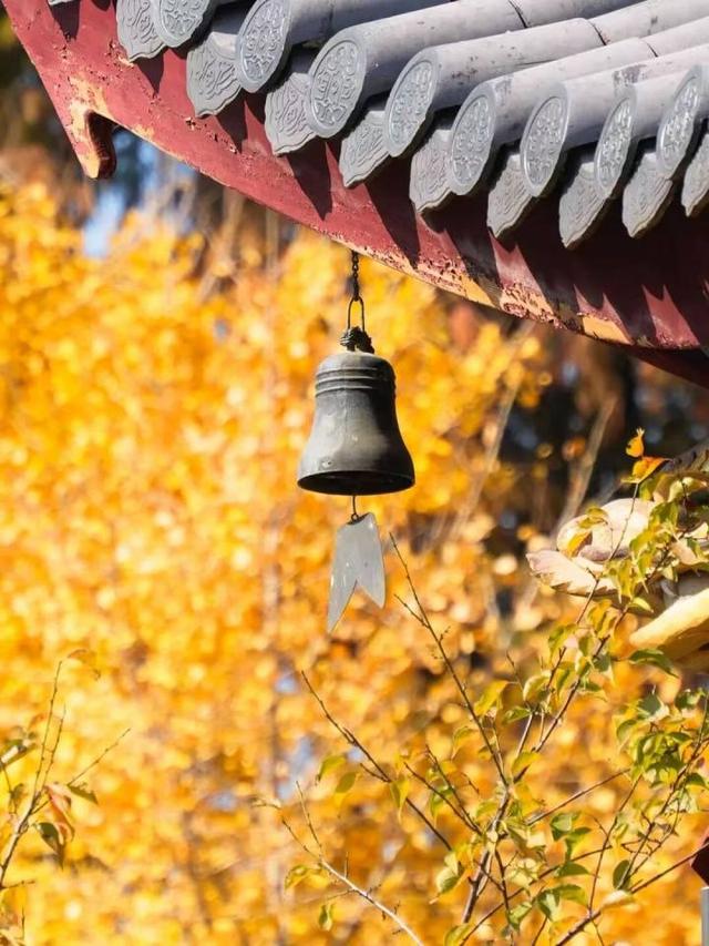 比青山湖人少，比湘湖低调，杭州东北藏着一条“银杏+水杉”组合路线！