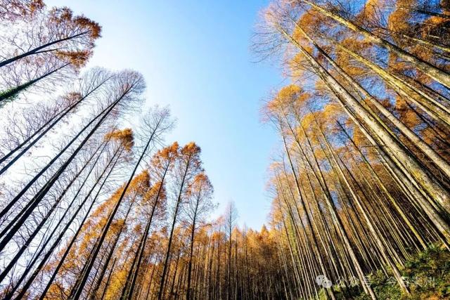 崇州彩林天花板🤩🤩🤩谁还没去过？