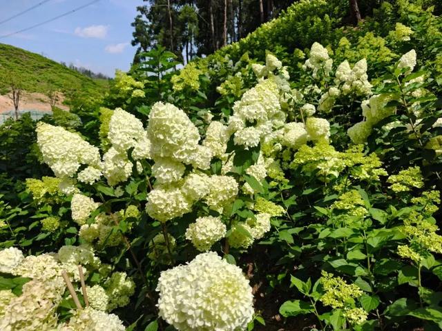 乡游黔中 · 贵安新区 车田村丨酌一盅米酒，醉在黔中“小花溪”