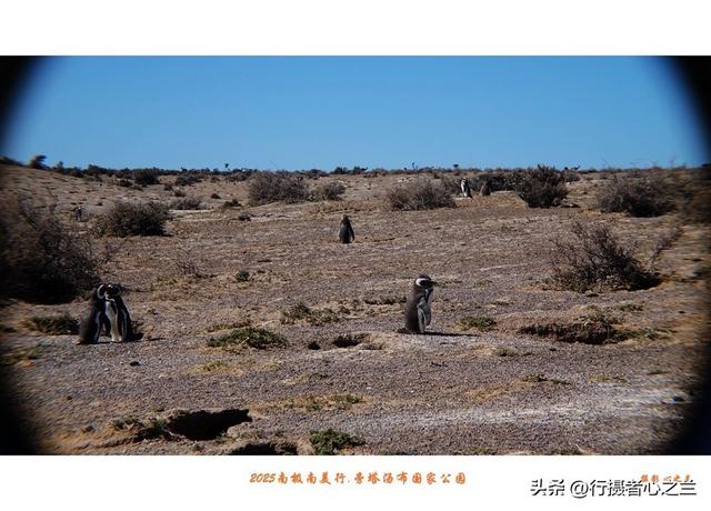 南极南美三国行游影记（76）—阿根廷旁塔汤布国家公园（三）