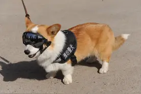 网友好奇：警犬知道自己是警犬么？图片