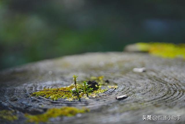 腾龙 90mm F/2.8 Di III MACRO VXD 上手使用体验