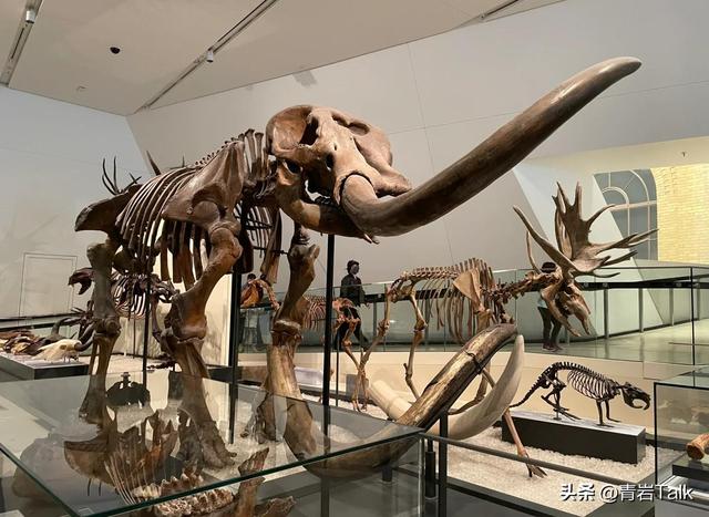 触摸砂纸质感鲸皮，见证恐龙生死搏斗，这座博物馆让孩子爱上自然