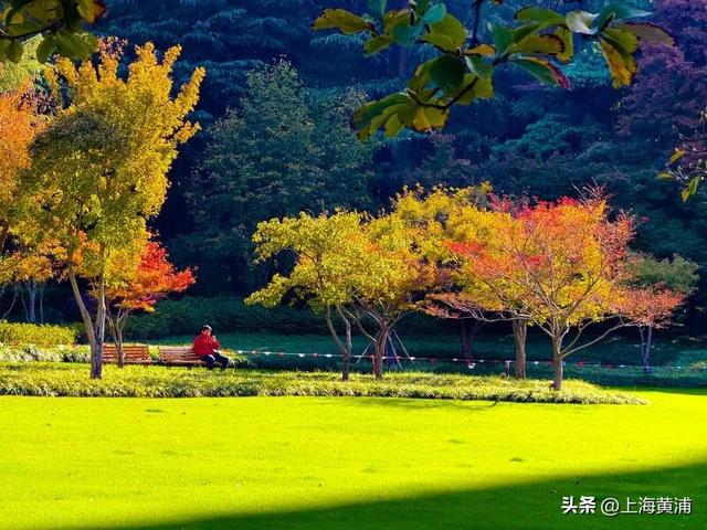 黄浦秋日调色盘已就位！市中心这处绿地人少景美超出片