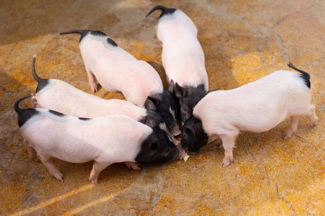 《疯狂动物城》苏州分“城”来啦！